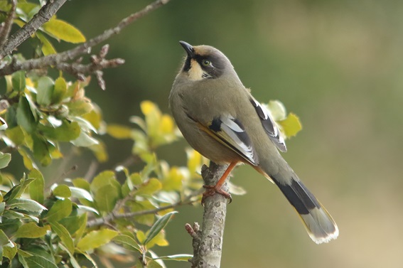 Titleimage: Global Mountain Biodiversity Assessment (GMBA)