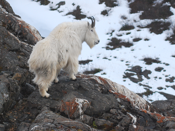 Titleimage: Global Mountain Biodiversity Assessment (GMBA)